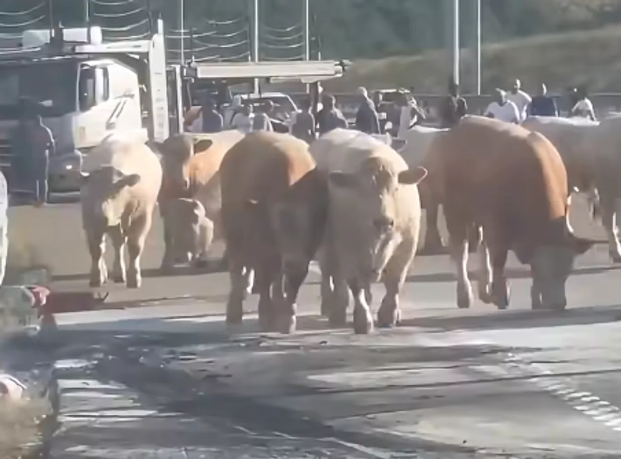 Zjarri përfshin kamionin në Arllat  bagëtitë nxirren në autostradë për t u shpëtuar