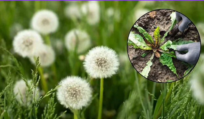Come si può pulire il giardino di queste piante utilizzando un prodotto domestico di base