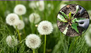 Cómo puede limpiar su jardín de estas plantas utilizando un producto doméstico básico