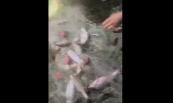 Illegal nets were found in Weyman, and several rivers had caught dozens of fish