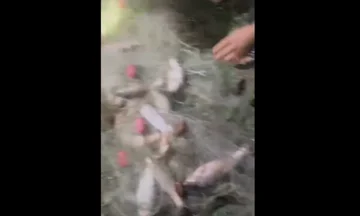 Le reti illegali sono state trovate a Weyman, e diversi fiumi avevano catturato dozzine di pesci