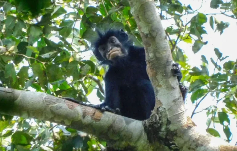 A New Monkey Species Discovered