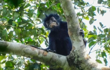 Zbulohet një specie e re majmuni