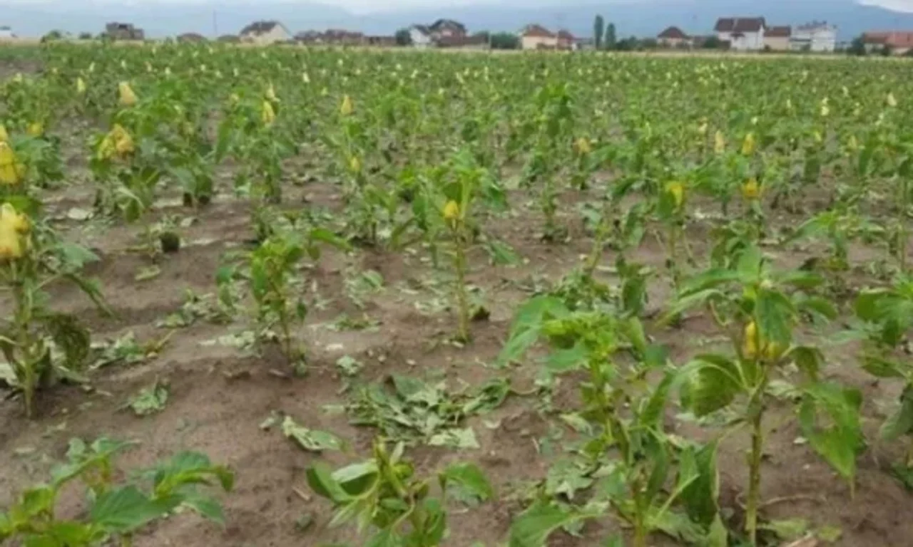 Skenderaj nis evidentimin e dëmeve nga breshëri  rreth 60 hektarë grurë të dëmtuar vetëm në Vajnik