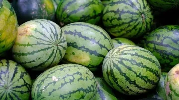 Rregulli i "dy gishtave" do t'ju ndihmojë të zgjidhni shalqirin më lëngshëm, provoni këtë truk