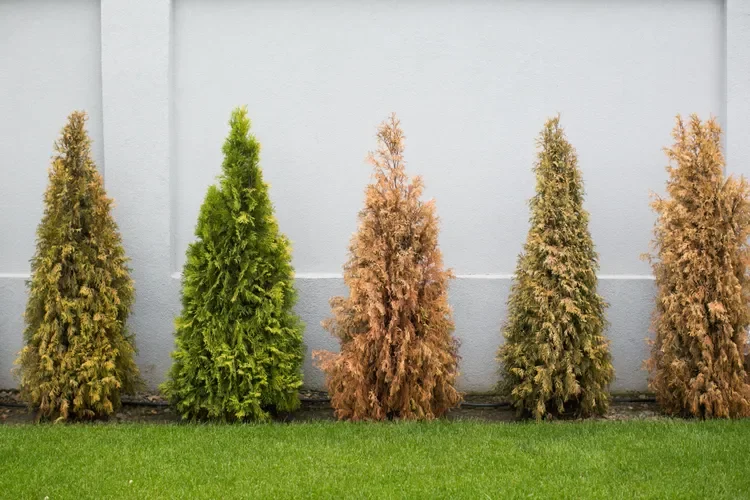 Vous séchez des arbres et des fleurs dans la cour, ce sont les six erreurs que vous faites.