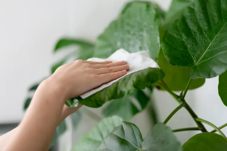 Should you use vinegar to get rid of dust on flower leaves?