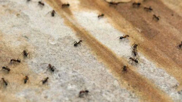 Milingonat do të qëndrojnë larg shtëpisë suaj nëse spërkatni këtë përbërës të zakonshëm të kuzhinës në dysheme