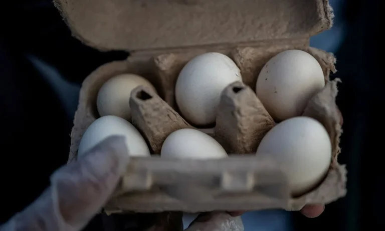 ShBA tërheq nga tregu rreth 19.2 milionë vezë për shkak të rrezikut nga Salmonella