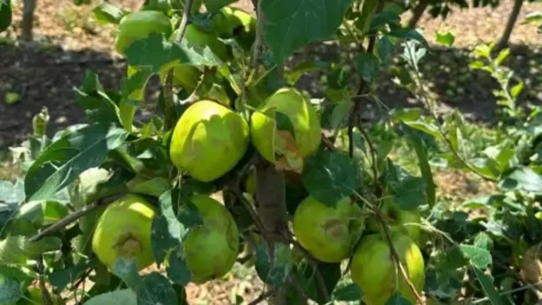 Agriculture Ministry publishes recommendations for farmers following hail damage