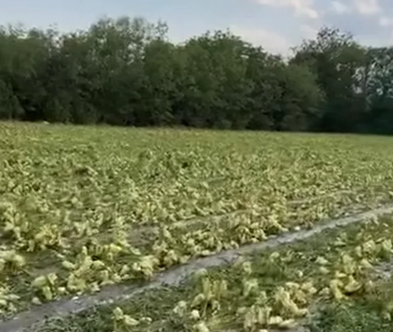 Kovrega farmers react after hail damage: We're feeling orphans from institutions.