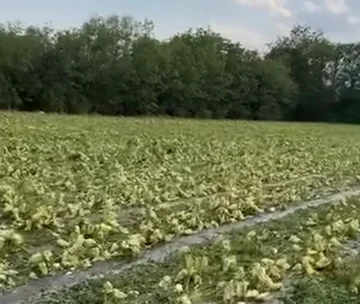 Gli agricoltori Kovrega reagiscono dopo danni alla grandine: ci sentiamo orfani dalle istituzioni.