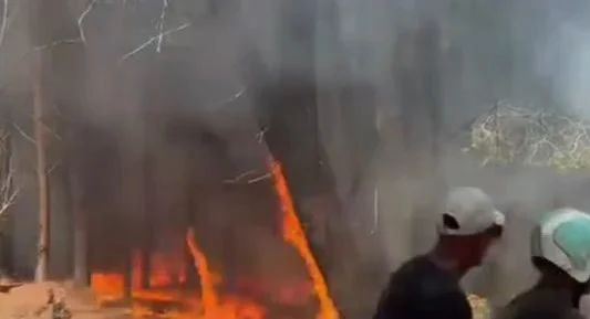 Zjarr i madh në një pyll në afërsi të Zvërnecit, rrezikohen sipërfaqe pyjore