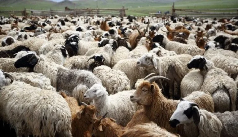 AUV hace un llamamiento a los agricultores para que aumenten la alerta y apliquen medidas de seguridad después de la vara de ovejas y cabras en varios municipios