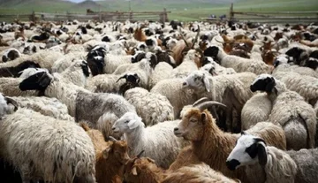 AUV apel fermerëve që të rrisin vigjilencën dhe të zbatojnë masat e sigurisë pas lisë së dhenve dhe dhive në disa komuna
