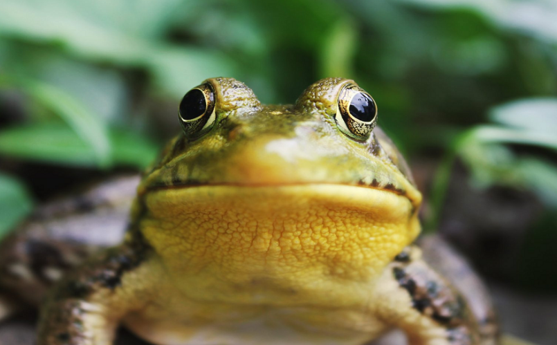 Shkencëtarët zbulojnë specie të reja të “bretkosës së çokollatës” në Guinenë e Re