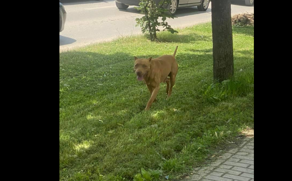 E frikshme: Një qen pitbull shihet i zgjidhur në disa lokacione në Prishtinë