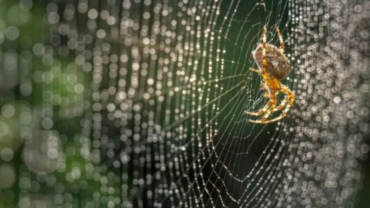 Ndihmë e papritur nëse keni probleme me teshtitjen e polenit: Këto insekte mund t’ju ndihmojnë