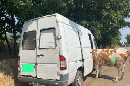 Arrestohen tre persona në Suharekë, vodhën një lopë