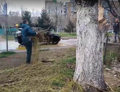 Pastrohet vendi ku u rrëzua lisi në lagjen Dardania